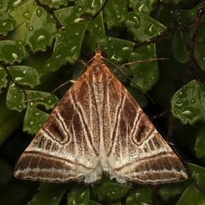 Phrataria replicataria at Bulli, NSW - Yesterday by jb2602