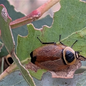 Ellipsidion australe at Gungahlin, ACT - Yesterday by chriselidie