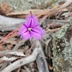 Thysanotus tuberosus subsp. tuberosus at Whitlam, ACT - Yesterday by sangio7