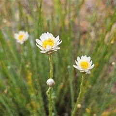 Rhodanthe anthemoides at Hawker, ACT - Yesterday by sangio7