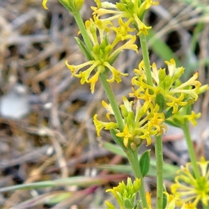 Pimelea curviflora var. sericea at Hawker, ACT - Yesterday by sangio7
