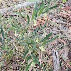 Billardiera scandens at Hawker, ACT - Yesterday by sangio7