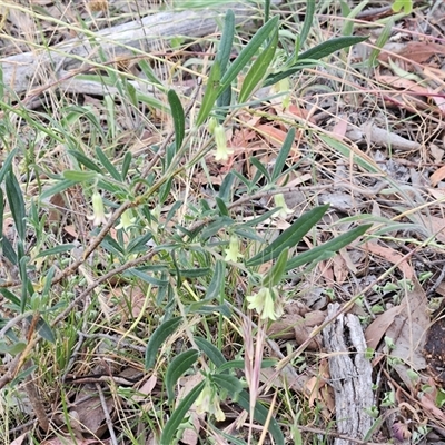 Billardiera scandens at Hawker, ACT - Yesterday by sangio7