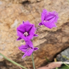 Thysanotus tuberosus subsp. tuberosus at Hawker, ACT - Yesterday by sangio7