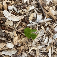 Unverified Other Tree at Hackett, ACT - 21 Nov 2025 by waltraud