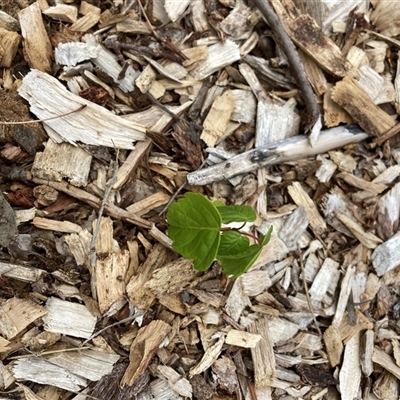 Unverified Other Tree at Hackett, ACT - 21 Nov 2025 by waltraud