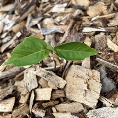 Unverified Other Tree at Hackett, ACT - 21 Nov 2025 by waltraud