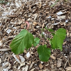 Unverified Other Tree at Hackett, ACT - 21 Nov 2025 by waltraud