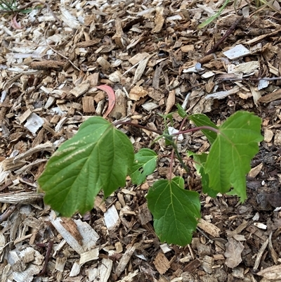 Unverified Other Tree at Hackett, ACT - 21 Nov 2025 by waltraud
