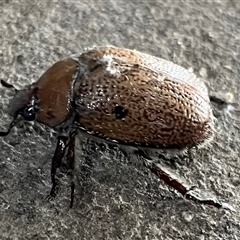 Anoplognathus velutinus (Anoplognathus velutinus) at Hume, ACT - Yesterday by Zeffie