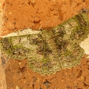 Hypodoxa bryophylla at Braemar, NSW - Today by Curiosity