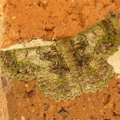 Hypodoxa bryophylla at Braemar, NSW - Yesterday by Curiosity