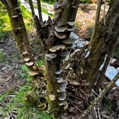 Trametes sp. at Strahan, TAS - 23 Nov 2025 by radler55@me.com