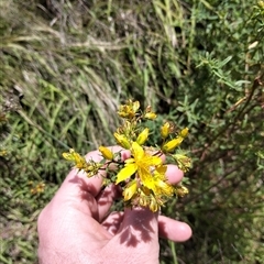 Hypericum perforatum at Tarago, NSW - Today by DrDJDavidJ