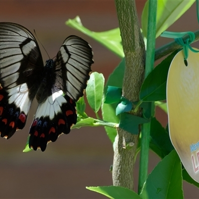 Papilio aegeus (Orchard Swallowtail, Large Citrus Butterfly) at Kambah, ACT - Today by regeraghty