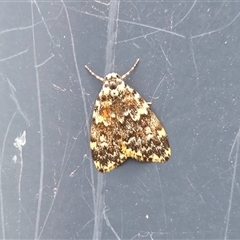 Halone coryphoea (Eastern Halone moth) at Yass River, NSW - Today by SenexRugosus