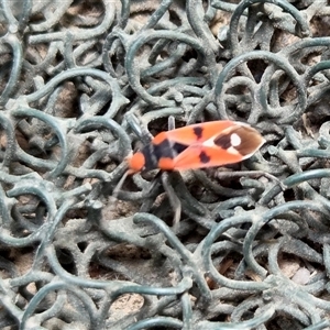 Melanerythrus mactans (A seed bug) at Yass River, NSW - Yesterday by SenexRugosus