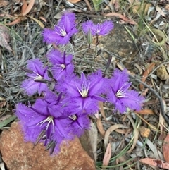 Thysanotus tuberosus (Common Fringe-lily) at Majura, ACT - Yesterday by Evie