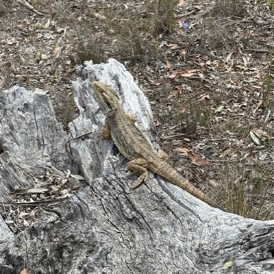 Pogona barbata (Eastern Bearded Dragon) at Majura, ACT - Yesterday by Evie