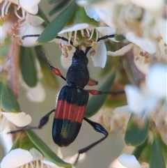 Unverified Longhorn beetle (Cerambycidae) at Coombs, ACT - 20 Nov 2025 by Miranda