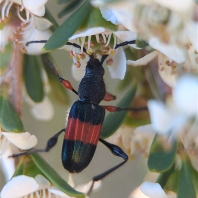 Unverified Longhorn beetle (Cerambycidae) at Coombs, ACT - 20 Nov 2025 by Miranda