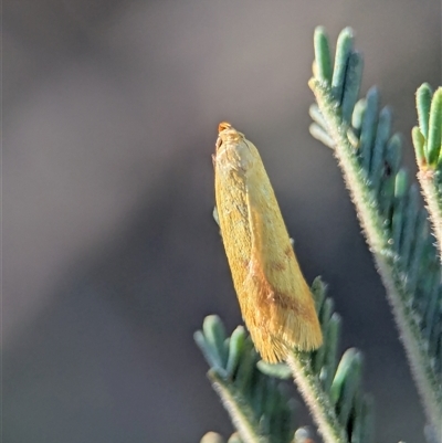 Aeolothapsa malacella (A Concealer moth) at Holder, ACT - 20 Nov 2025 by Miranda