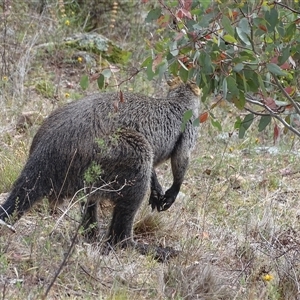 Unverified Kangaroo or Wallaby at Isaacs, ACT - Today by Mike