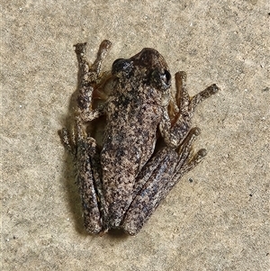 Litoria peronii (Peron's Tree Frog, Emerald Spotted Tree Frog) at Hawker, ACT - Yesterday by sangio7