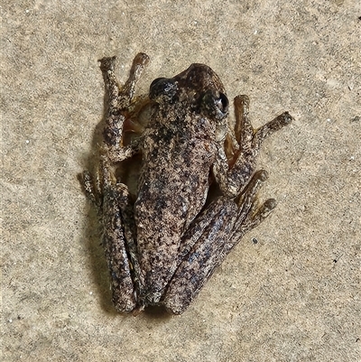 Litoria peronii (Peron's Tree Frog, Emerald Spotted Tree Frog) at Hawker, ACT - 23 Nov 2025 by sangio7