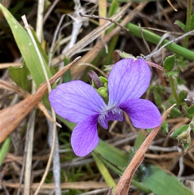 Unverified Other Wildflower or Herb at Rendezvous Creek, ACT - Yesterday by JillianM