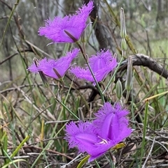 Thysanotus tuberosus (Common Fringe-lily) at Aranda, ACT - 22 Nov 2025 by Jennybach