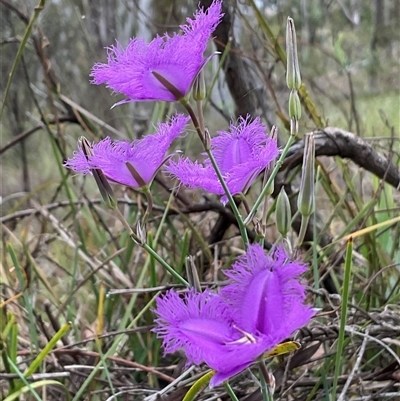 Thysanotus tuberosus (Common Fringe-lily) at Aranda, ACT - 22 Nov 2025 by Jennybach