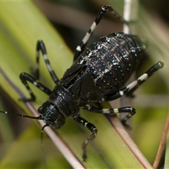 Acripeza reticulata (Mountain Katydid) at Tharwa, ACT - Today by patrickcox