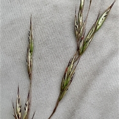 Rytidosperma pallidum (Red-anther Wallaby Grass) at Aranda, ACT - 22 Nov 2025 by Jennybach