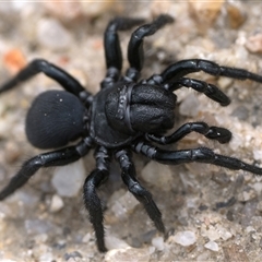 Missulena sp. (genus) (Mouse spider) at Tharwa, ACT - Yesterday by patrickcox