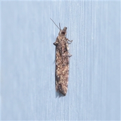 Unverified Moth (Lepidoptera) at Turner, ACT - 22 Nov 2025 by ConBoekel