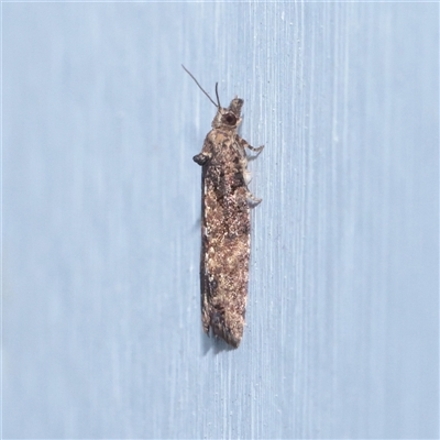 Unverified Moth (Lepidoptera) at Turner, ACT - 22 Nov 2025 by ConBoekel