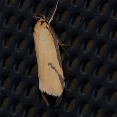 Unverified Moth (Lepidoptera) at Turner, ACT - 22 Nov 2025 by ConBoekel