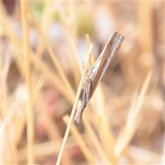 Ptochostola microphaeellus (A Crambid moth) at O'Connor, ACT - Today by ConBoekel
