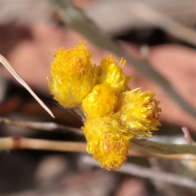 Unverified Daisy at O'Connor, ACT - Yesterday by ConBoekel