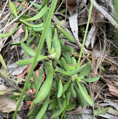 Persoonia rigida (Hairy Geebung) at Aranda, ACT - 22 Nov 2025 by Jennybach