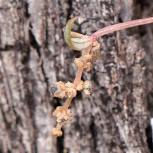 Unverified Climber or Mistletoe at O'Connor, ACT - Yesterday by ConBoekel