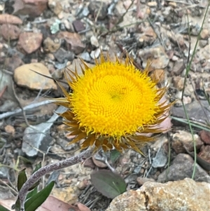 Unverified Daisy at Yarralumla, ACT - 22 Nov 2025 by Jennybach