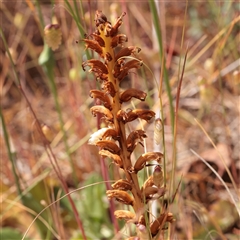 Unverified Other Wildflower or Herb at O'Connor, ACT - Yesterday by ConBoekel