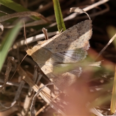 Unverified Moth (Lepidoptera) at O'Connor, ACT - Yesterday by ConBoekel