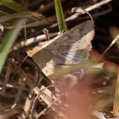 Unverified Moth (Lepidoptera) at O'Connor, ACT - Yesterday by ConBoekel