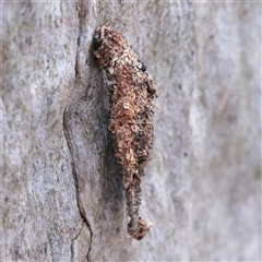 Unverified Case moth (Psychidae) at O'Connor, ACT - Yesterday by ConBoekel