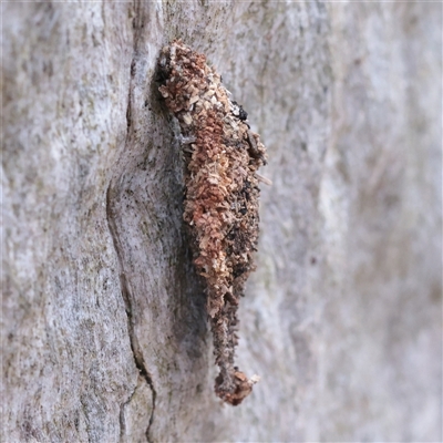 Unverified Case moth (Psychidae) at O'Connor, ACT - Yesterday by ConBoekel