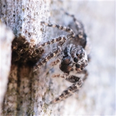 Unverified Jumping or peacock spider (Salticidae) at O'Connor, ACT - Yesterday by ConBoekel