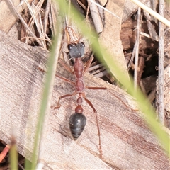 Myrmecia nigriceps (Black-headed bull ant) at O'Connor, ACT - Yesterday by ConBoekel
